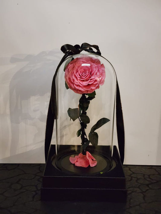 Eternal Rose
